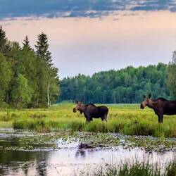 Da wir zwar Elche gesehen aber nicht fotografiert haben, musste die KI ran...
