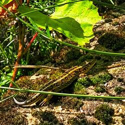 16.00 Uhr, unser Garten-Drache liegt auf der Lauer