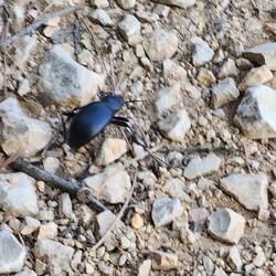 This bug was huge! 1.5 inches (desert bug)