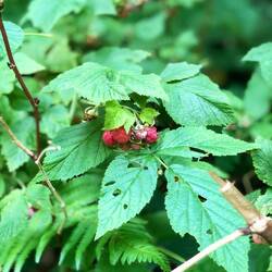 Überall am Wegesrand Himbeeren und Walderdbeeren 😋🍓