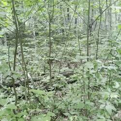 Dafür mehrere Rebhühner