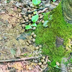 Elchkot-aber kein Elch in Sicht ^^