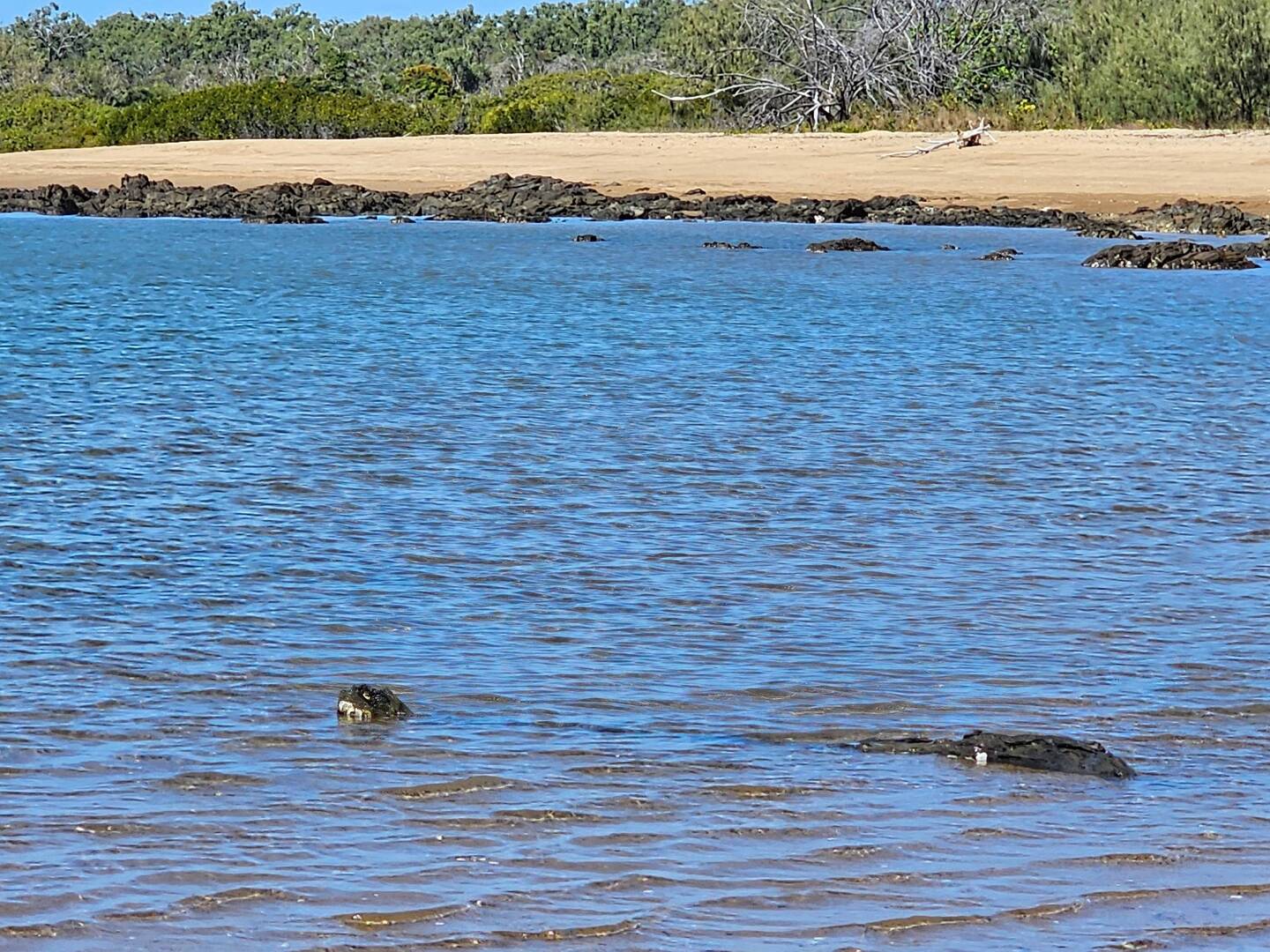 Saltwater Log Snake