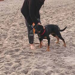 Spielspaß für Hund und Kind