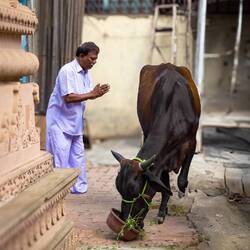 Sacred cow near the Hanuman Mandir ... Lalbaug Spice Market — Mumbai, India.
