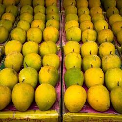 Mangos ... Lalbaug Spice Market — Mumbai, India.