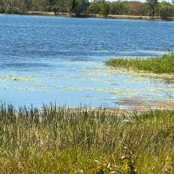 Jabiru lake