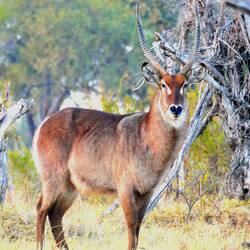 Majestic Waterbuck near Chobe