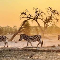 Zebras in the dusty sunrise west of Magotho