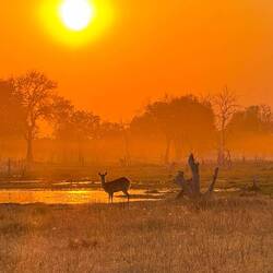 Red Lechwe in the sunrise near Chobe