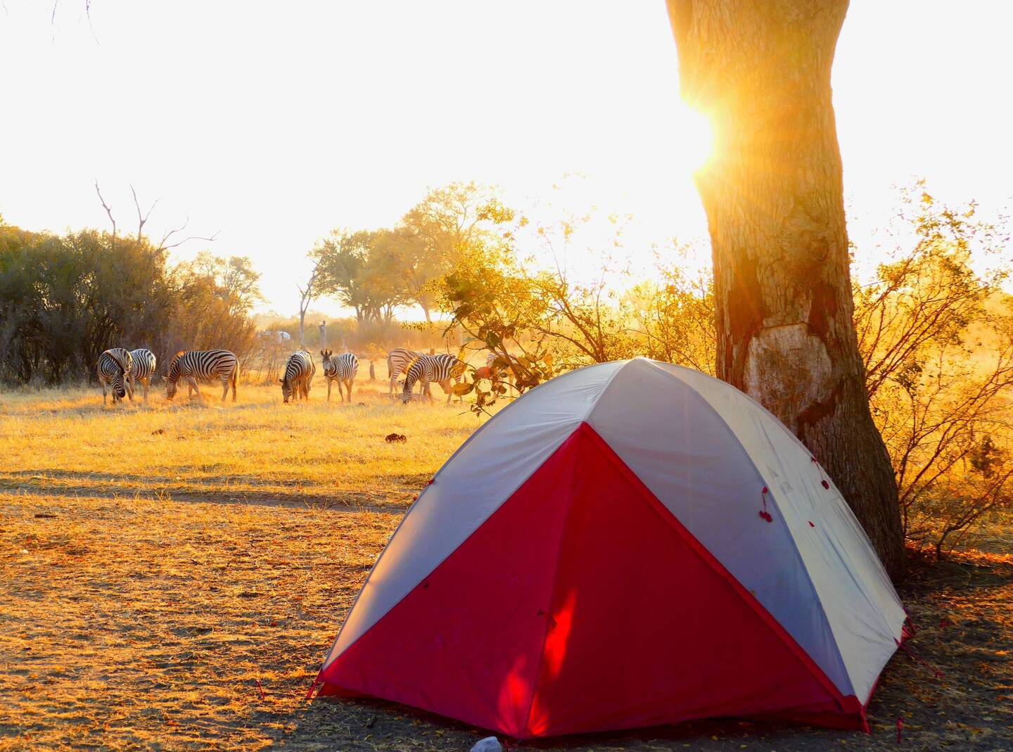 Zebras at campsite 5