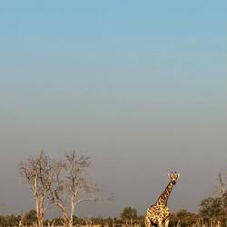 Giraffe in the early morning - smoky haze from back burning