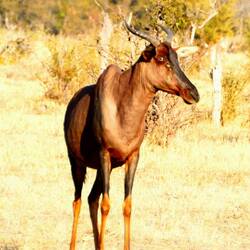 Tsessebe