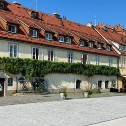 Europe's oldest vine