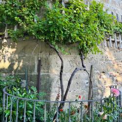 NOT the worlds oldest grape vine
