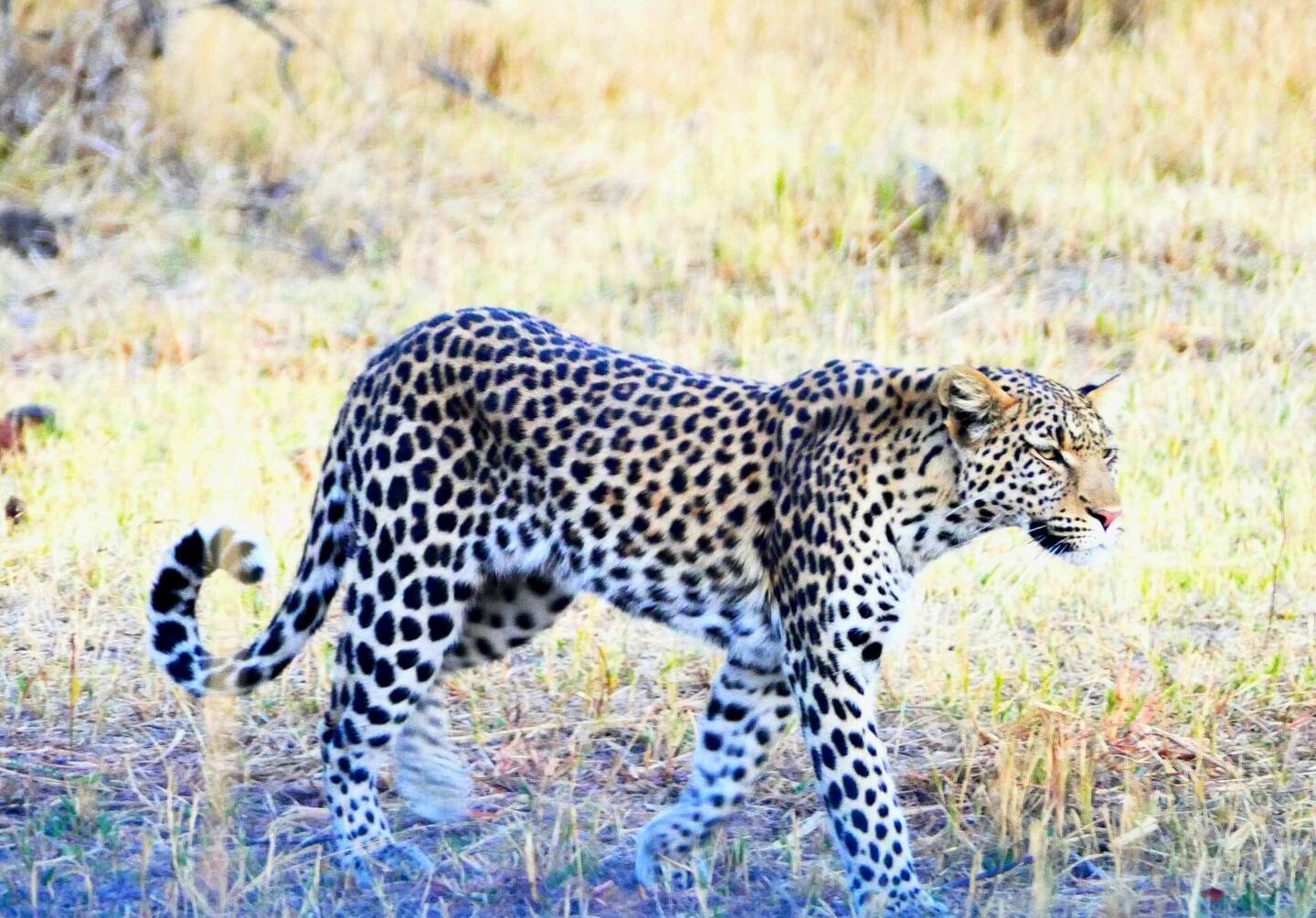 Leopard out for a stroll!
