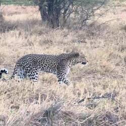 A bit of an adrenaline hit watching this leopard wander past.