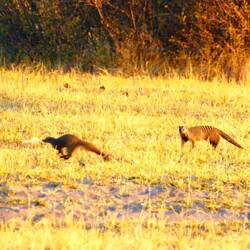 Mongooses frolicking in the afternoon
