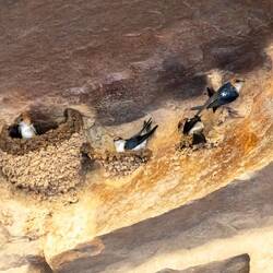 Fairy Martins