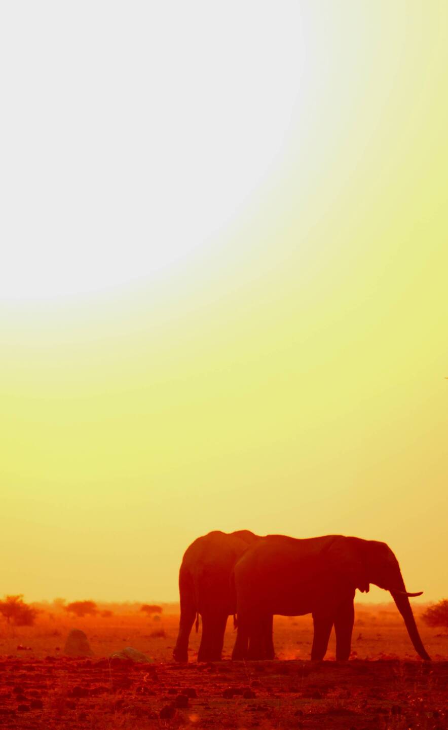 Elephants at sunset