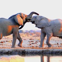Elephants jousting