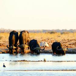 Water buffalo having a drink