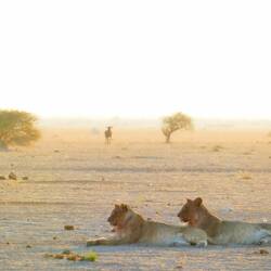 A pair of lion cubs was enough to keep the wildebeest away