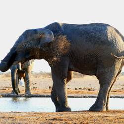 Elephants having a bath