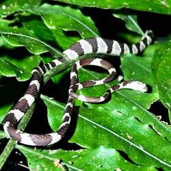 Big Headed Thirst Snake