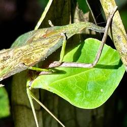 Leaf Cricket