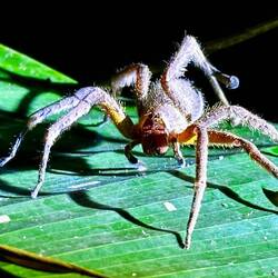 Banana Spider
