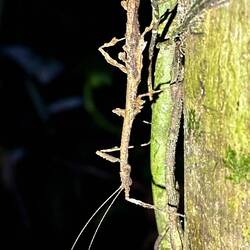 Stick Insect