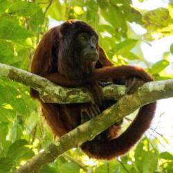 Red Howler Monkey