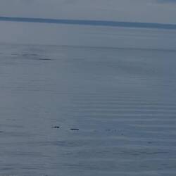 Mein ungeschultes Auge sagt: Buckelwal