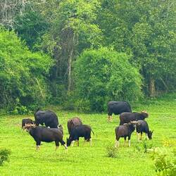 Kui Buri-Nationalpark