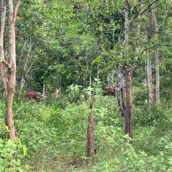 Kui Buri-Nationalpark