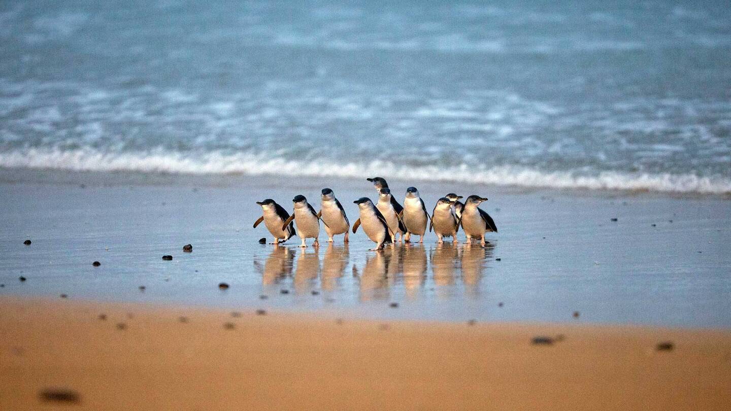 Penguin Parade!