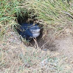 Little Blue Penguin in their burrow