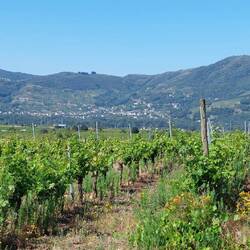 Weinberge bei Pieros.