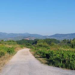 Weg nach Cacabelos.