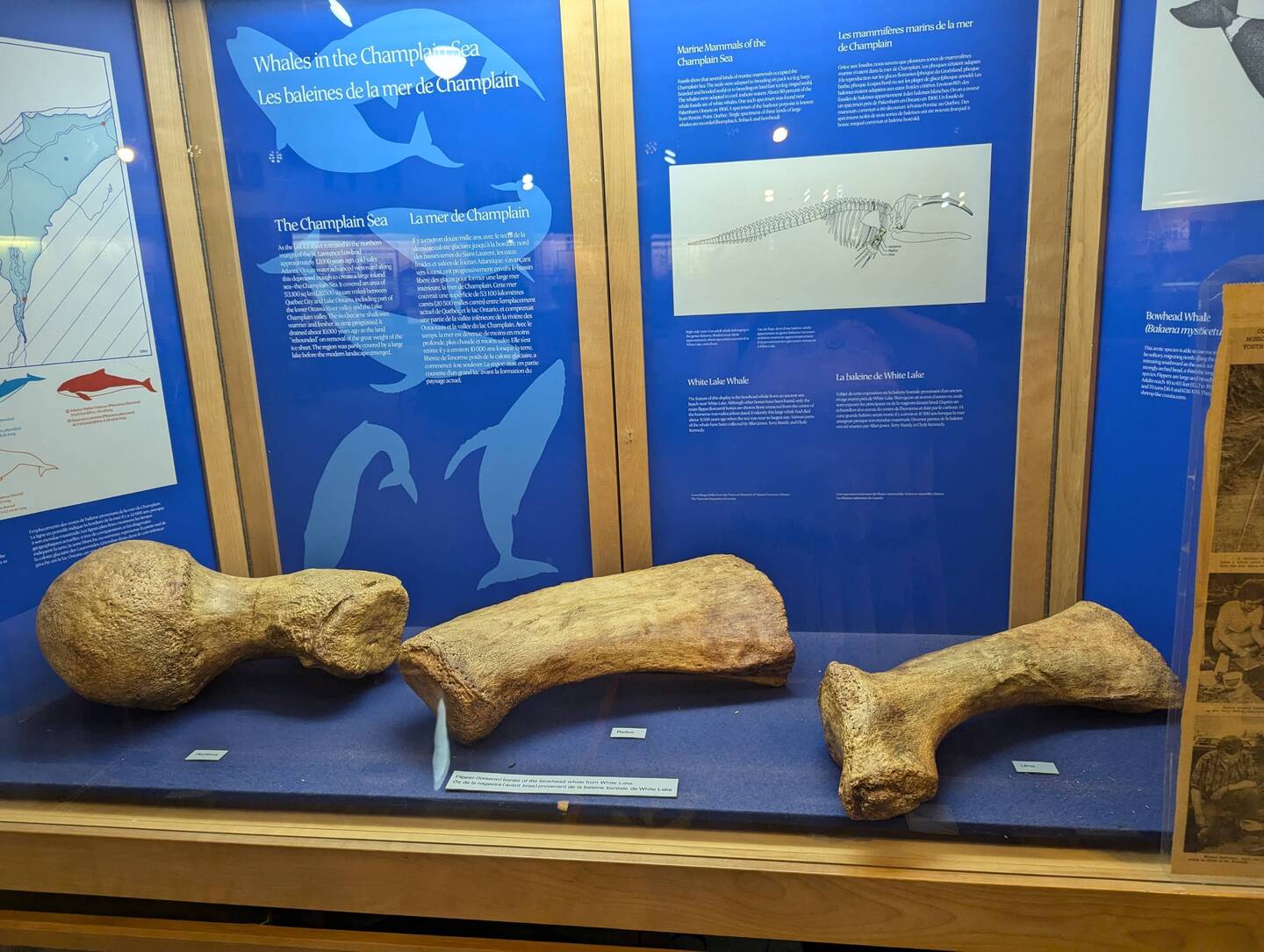 Whales in the Champlain Sea