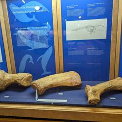 Whales in the Champlain Sea