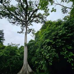 De Ceiba boom, de nationale boom van Guatemala en belangrijk voor de Maya's