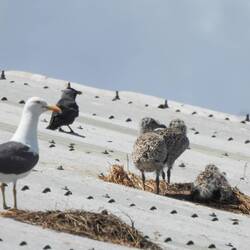 Black Back Gulls nesting on factory rooves