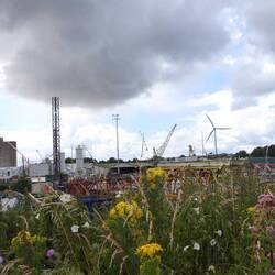 The photo doesn't really capture how nature seemed to be reclaiming the industrial site