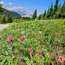 These were like hot pink/red Indian Paintbrushes
