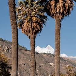 Zwischen Palmen und Schneebergen