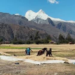 Pferde beim Dreschen???