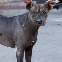 Peruanischer Nackthund