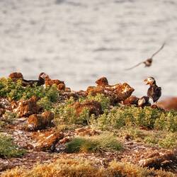 Drei Mark Fuffzisch!